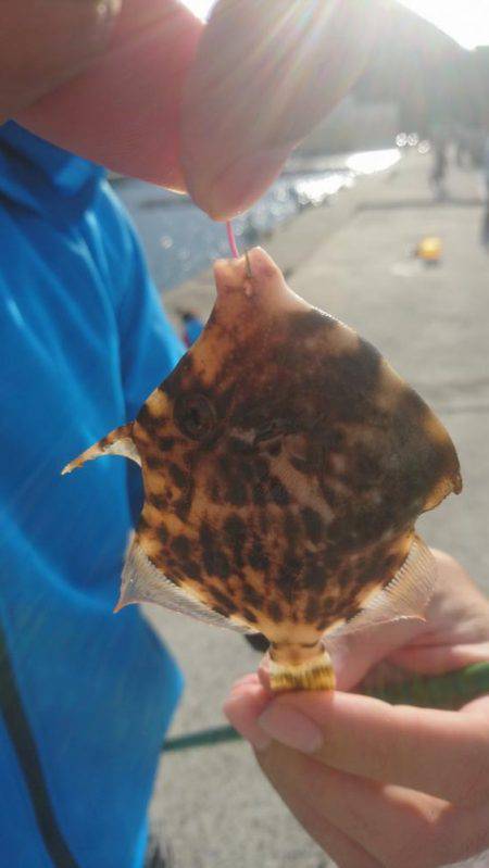 たそがれ釣り旅、台風の合間にて