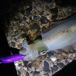 走り回って当たりポイント!