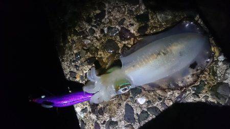 走り回って当たりポイント!