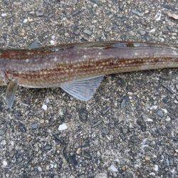 タチウオ激渋、アジ爆釣