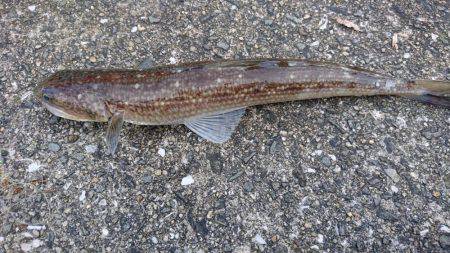 タチウオ激渋、アジ爆釣