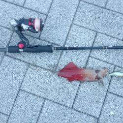 いつもヤエンですがエギング釣行