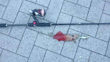 いつもヤエンですがエギング釣行