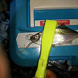 コアジ高活性！