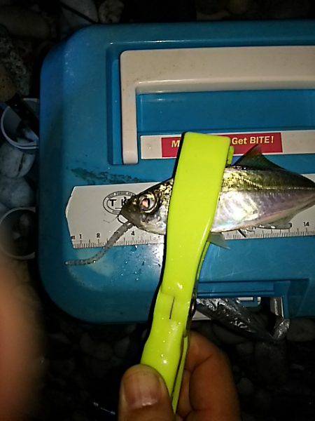 コアジ高活性！