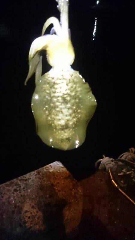 一瞬のジアイ。