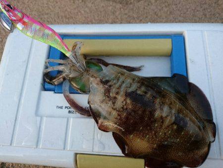 早朝サーフエギング