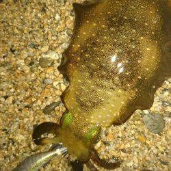 サーフエギング