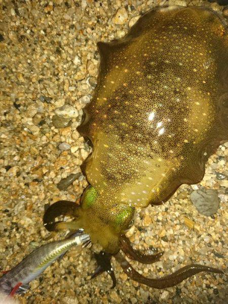 サーフエギング