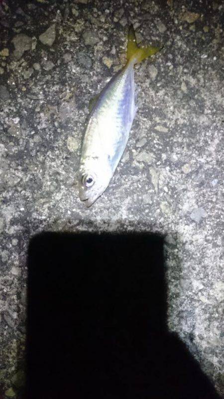 癒しのアジング？