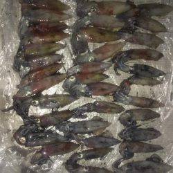 ケンサキ大漁！