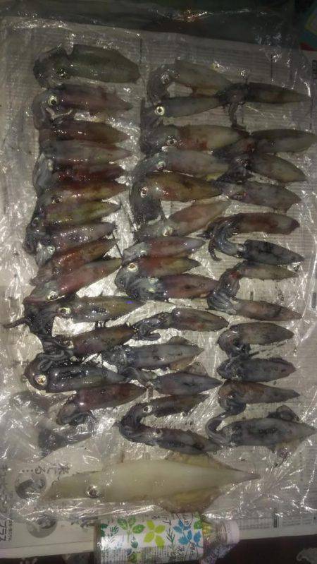 ケンサキ大漁！