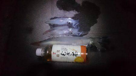 ケンサキ&アオリ