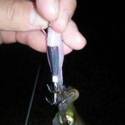 サーフでケンサキ＆アオリエギング