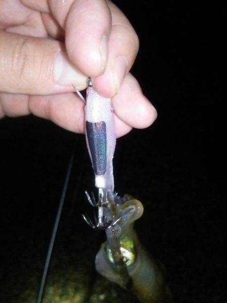 サーフでケンサキ＆アオリエギング