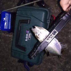 久々のアジング