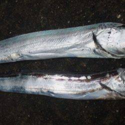 久々、タチウオ！