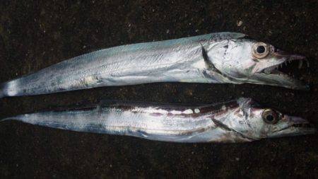 久々、タチウオ！