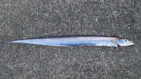 ジギングで青物