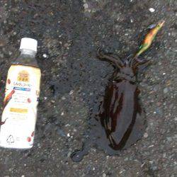 またまた白灯台にてエギング＆ジギング