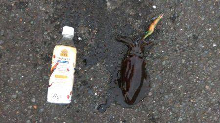 またまた白灯台にてエギング＆ジギング