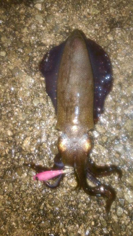 アオリイカだってオッパイがお好き