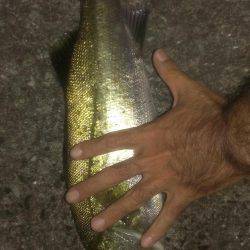 テクトロ好反応