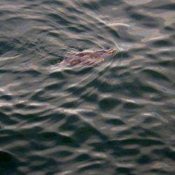 青物調査のはずが・・・