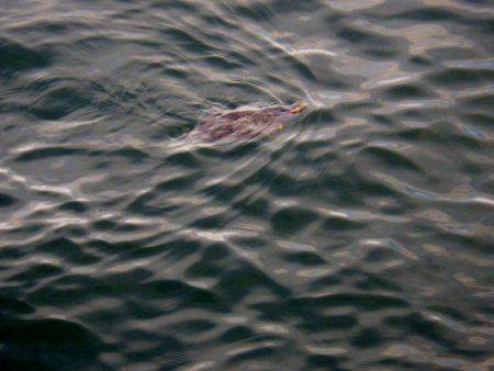 青物調査のはずが・・・