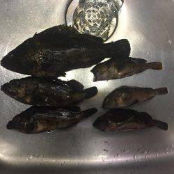 タチウオまだなんでガシラ