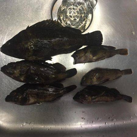 タチウオまだなんでガシラ