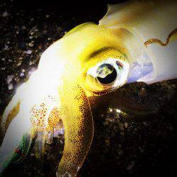 餌木猿唐草模様で爆