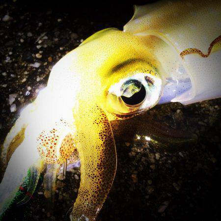 餌木猿唐草模様で爆