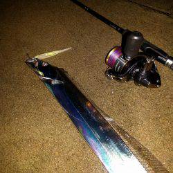 雑賀崎、外向きにてタチウオ