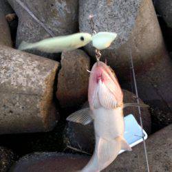 青岸にてタチウオと…