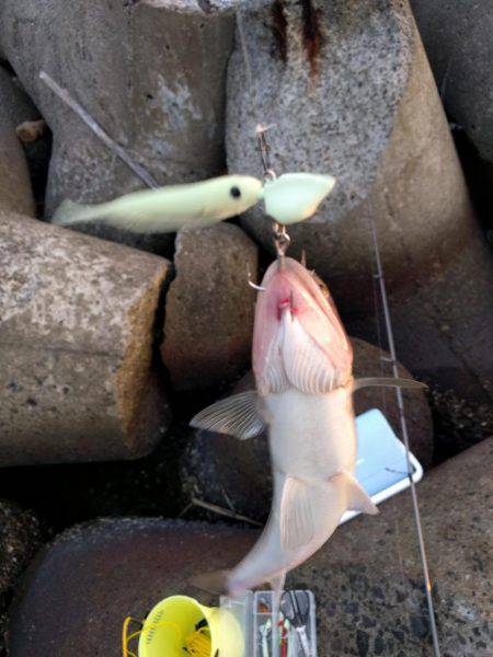 青岸にてタチウオと…