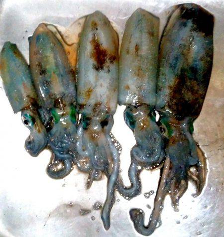 荒れる前にエギング