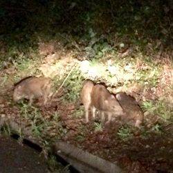 磯歩きでイノシシに遭遇…