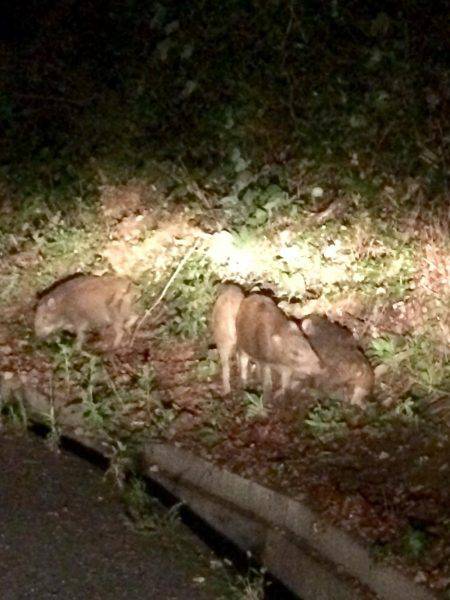 磯歩きでイノシシに遭遇…
