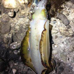 結構釣れました