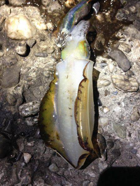 結構釣れました