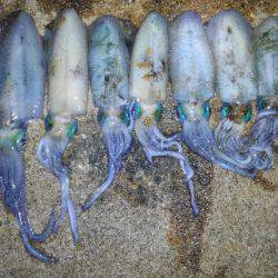 エギング、後輩デビュー戦