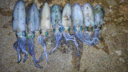 エギング、後輩デビュー戦