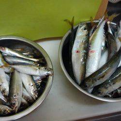 よく釣れました