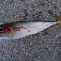 サバ爆釣でした〜！