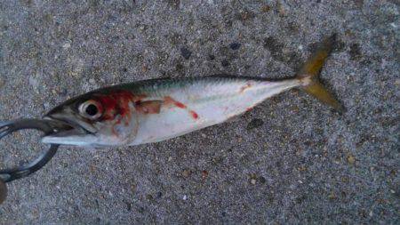 サバ爆釣でした〜！