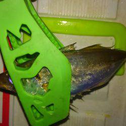 息抜きアジング