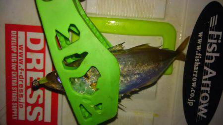 息抜きアジング