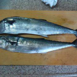 激渋イカメタル