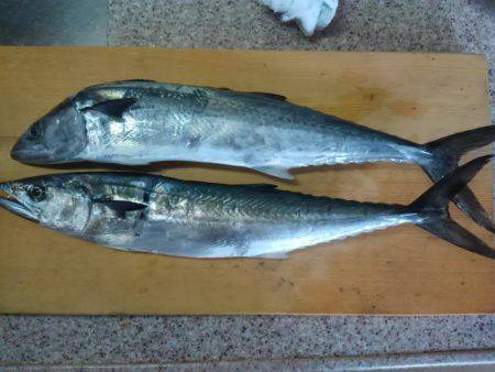 激渋イカメタル